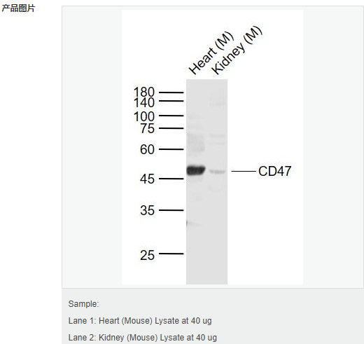 6052b2bf97e0e.png image.png