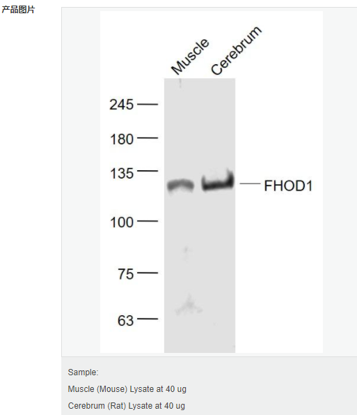 60599c1c01241.png image.png