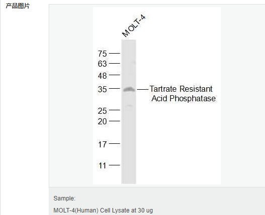 605acd2535c61.png image.png